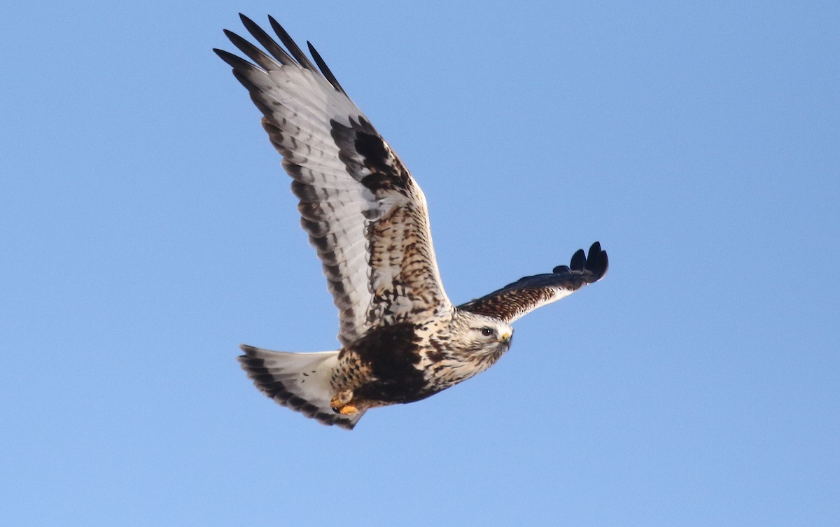 Rough-legged Hawk - Isaac Sanchez