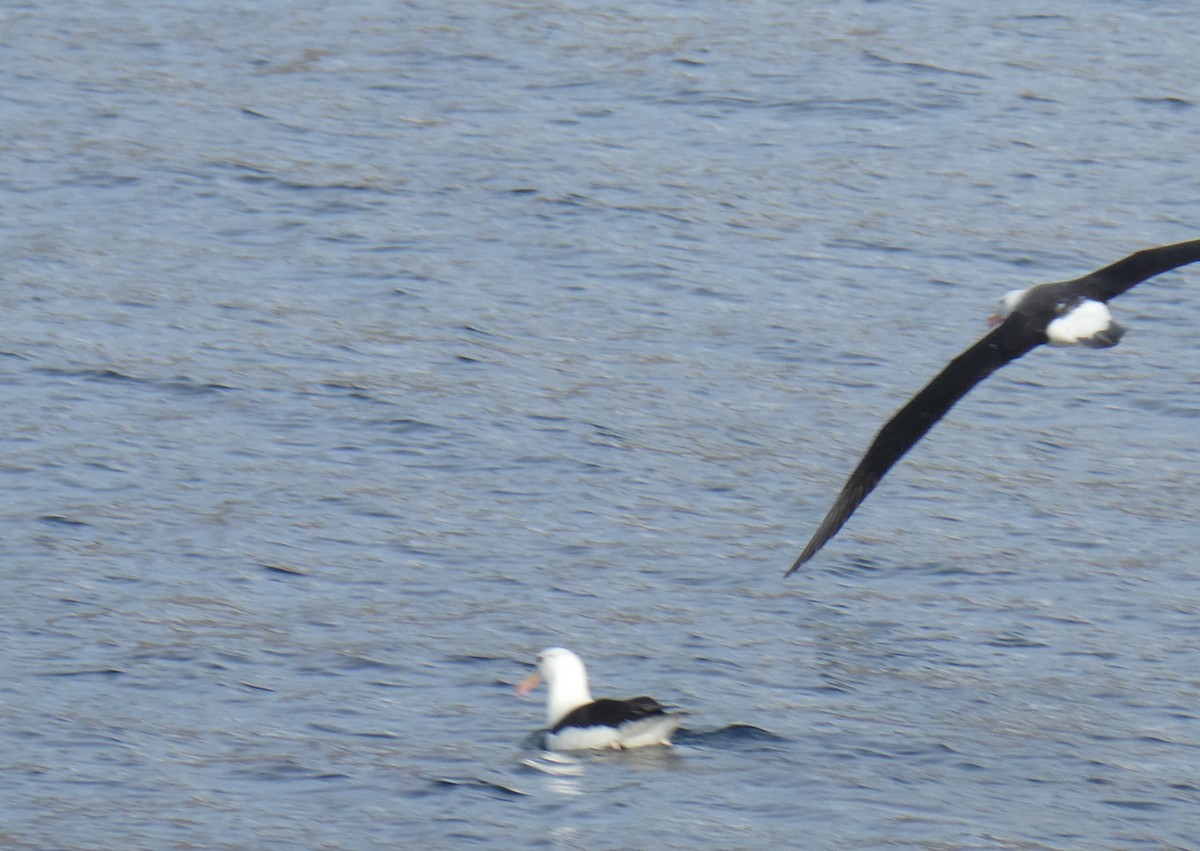 Black-browed Albatross - Berty & Ernst Haueter