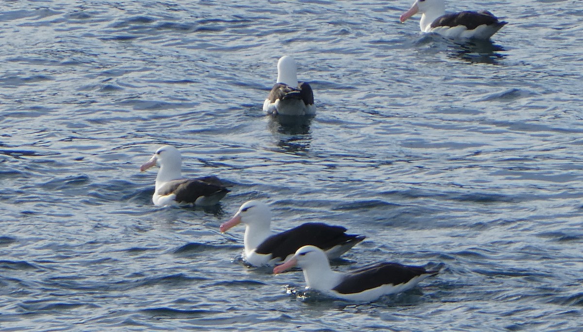 albatros černobrvý - ML189558311
