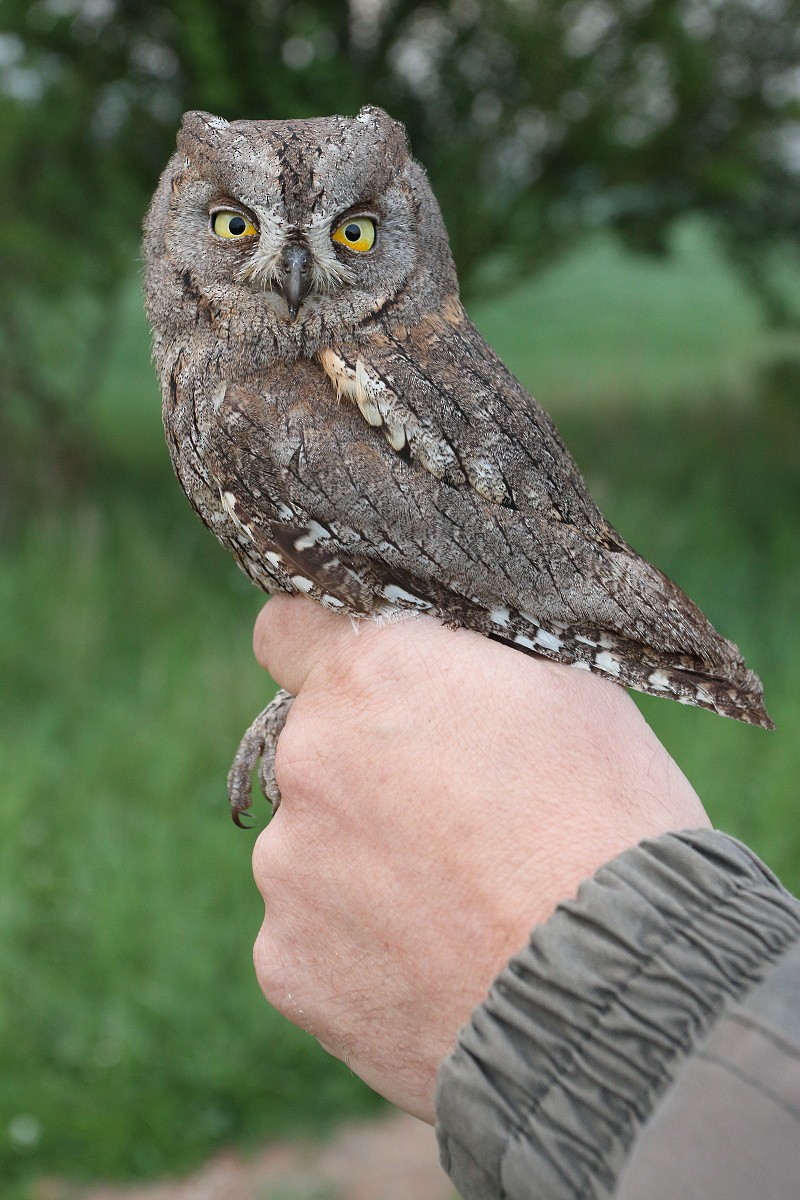 Eurasian Scops-Owl - Petr Podzemný