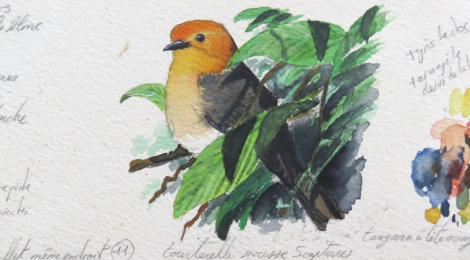 Orange-headed Tanager - sylvain Uriot