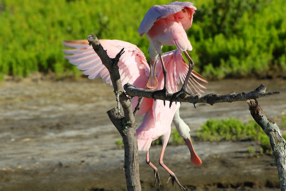 Roseate Spoonbill - Don Brode