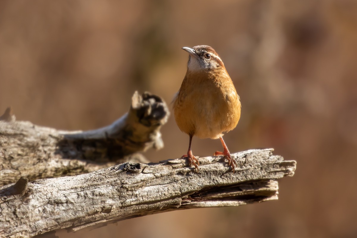 Carolina Wren - ML189559961