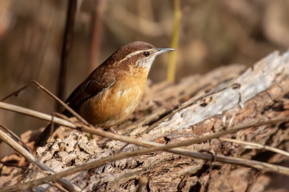 Carolina Wren - ML189559981