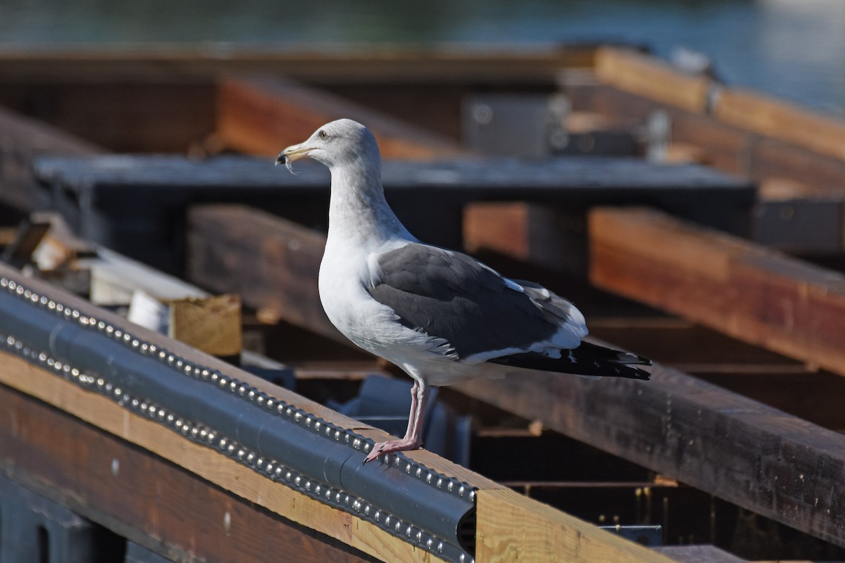 Gaviota Occidental - ML189560691