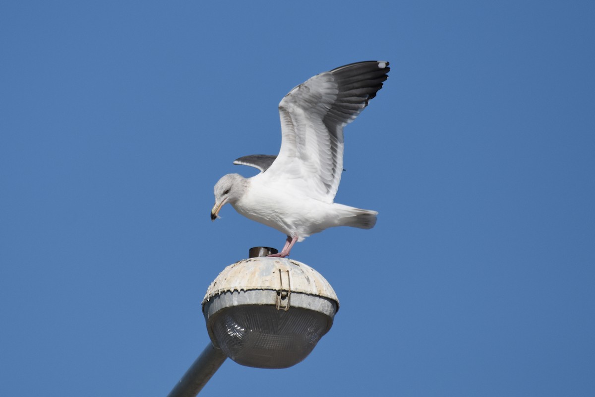 Western Gull - ML189560901