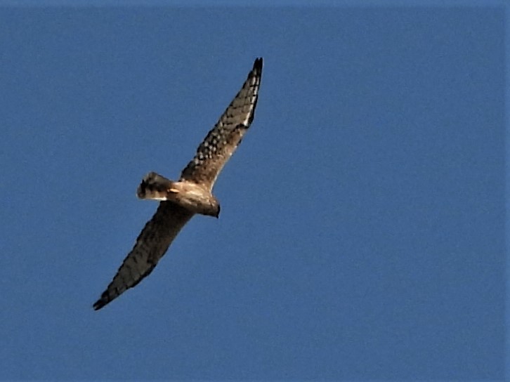 harrier sp. - ML189561321