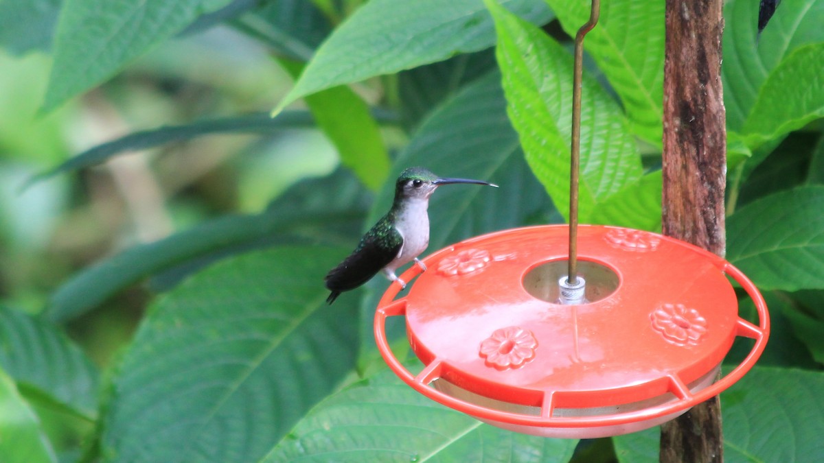 kolibřík šedoprsý - ML189561711