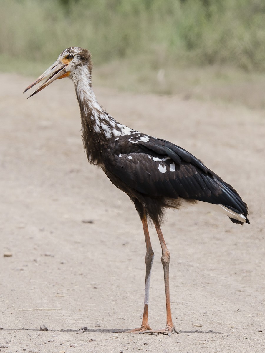 Maguari Stork - ML189562191