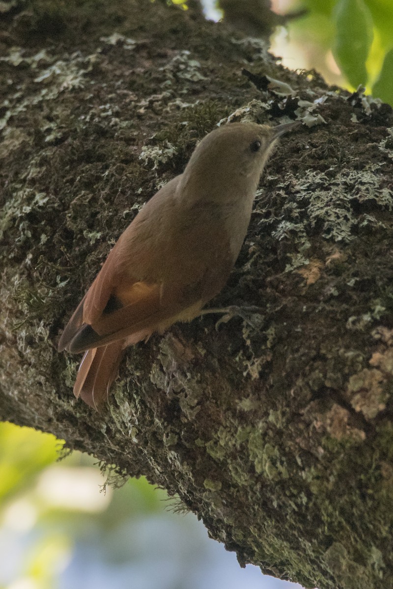 Olivaceous Woodcreeper - ML189564711