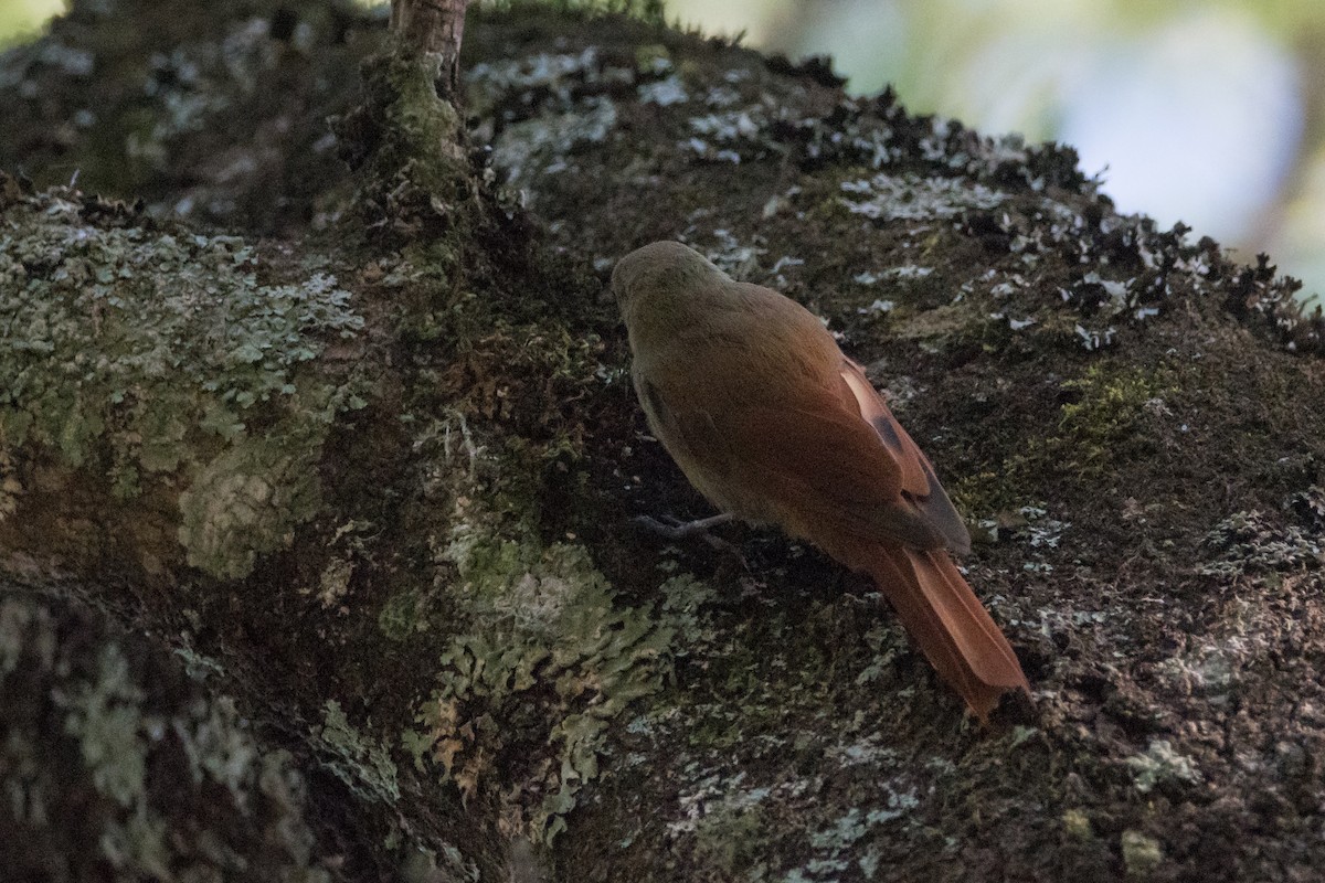 Olivaceous Woodcreeper - ML189564721