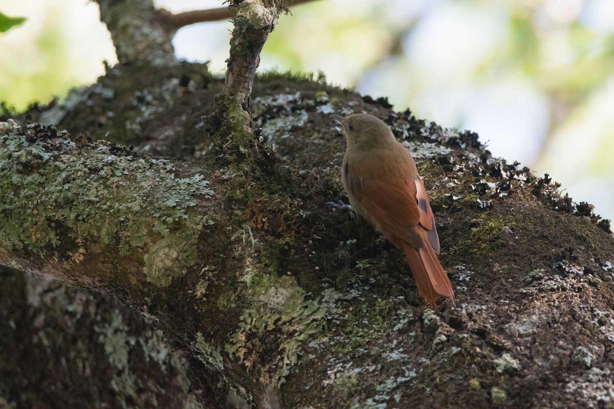 Olivaceous Woodcreeper - ML189564741