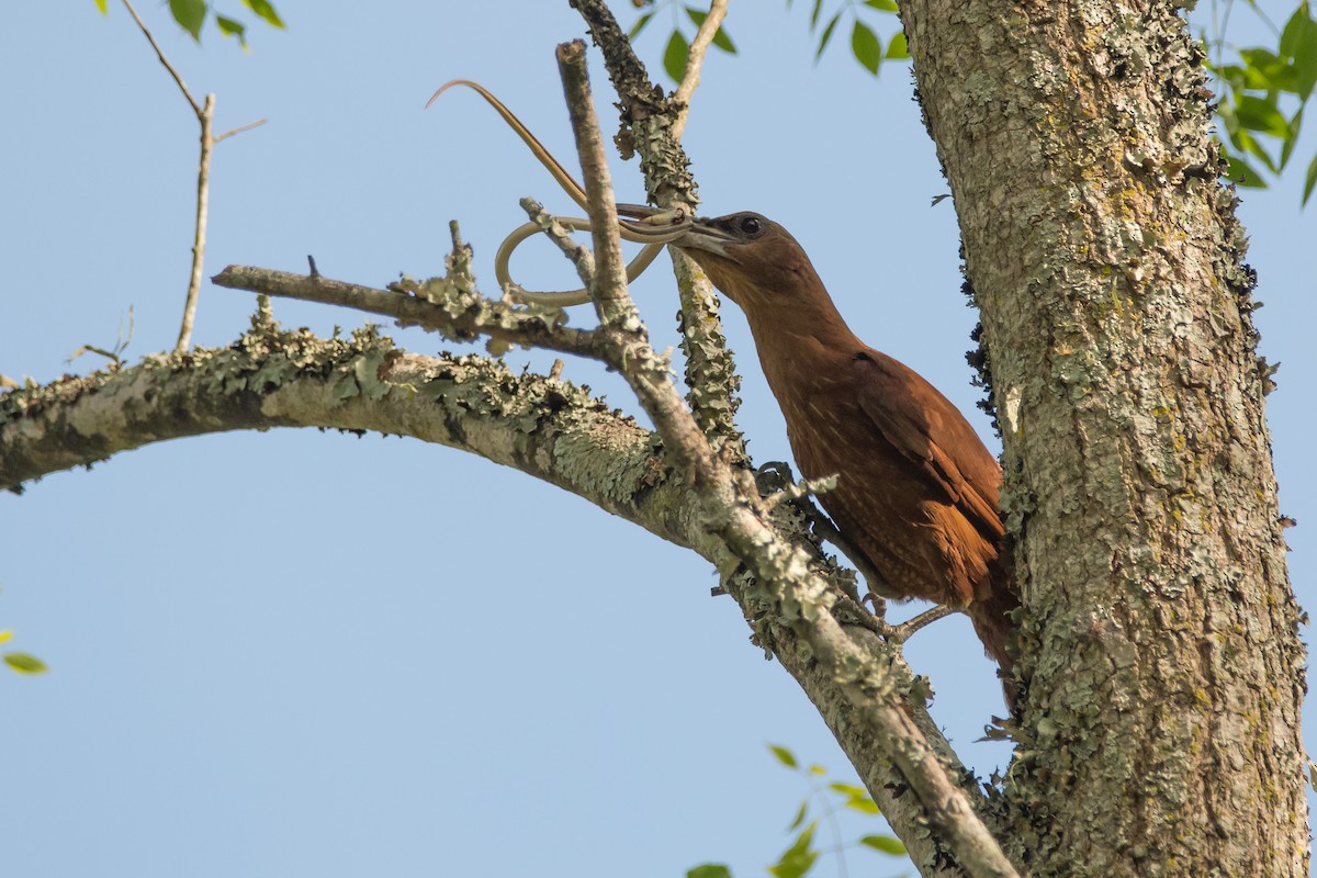 Great Rufous Woodcreeper - ML189564861