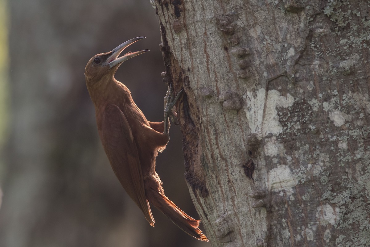 Great Rufous Woodcreeper - ML189564941