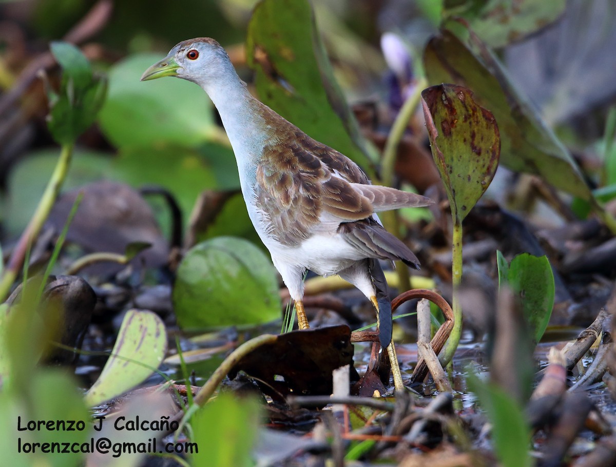 Azure Gallinule - ML189565891