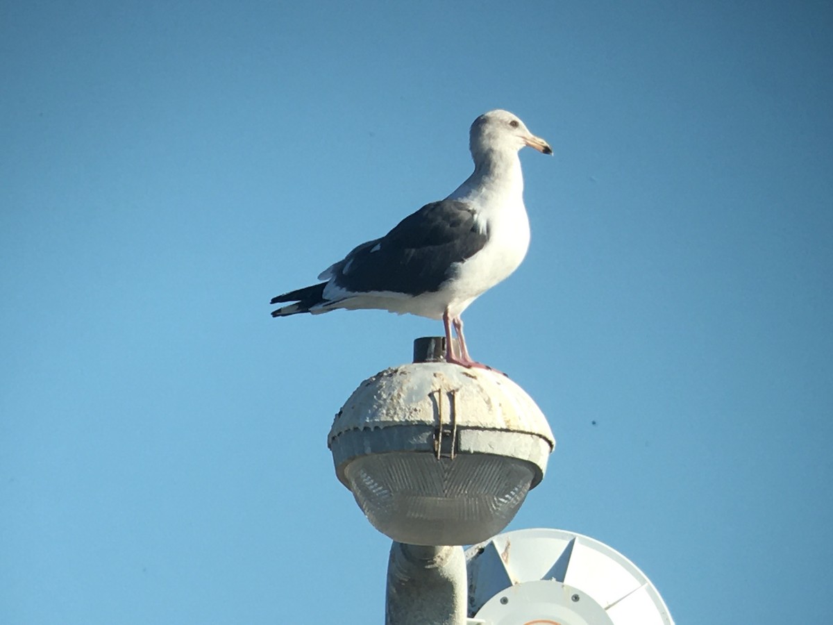 Western Gull - ML189566031
