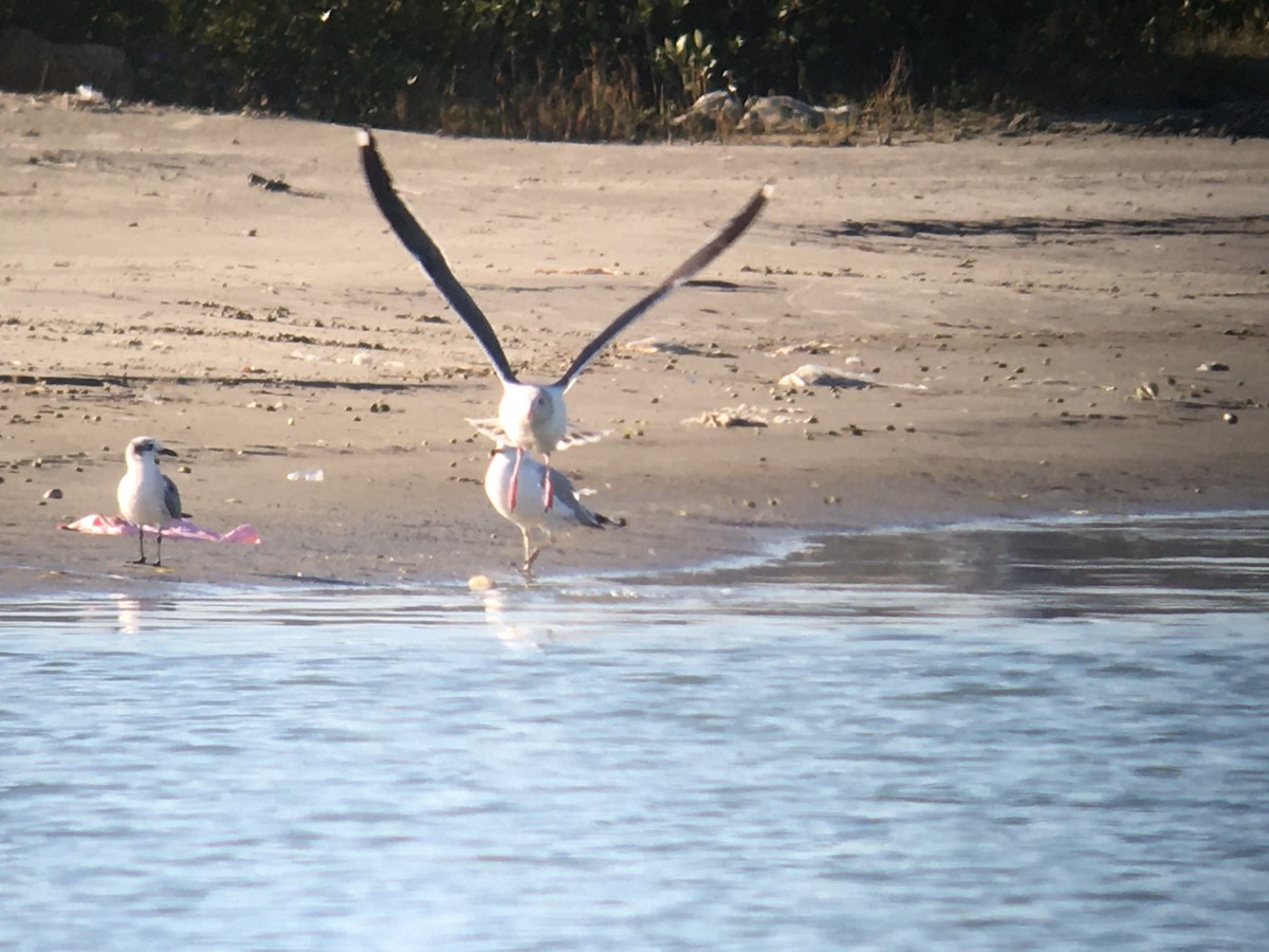 Western Gull - ML189566041