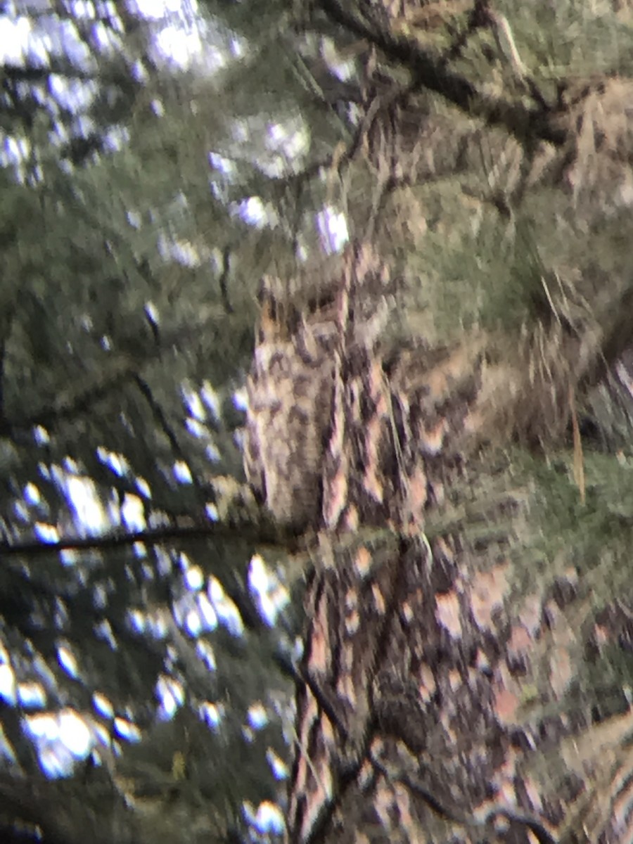 Great Horned Owl - ML189567041