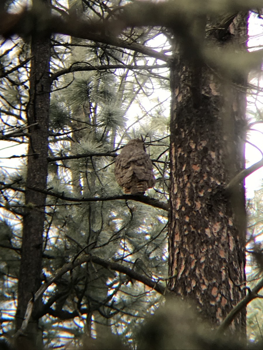 Great Horned Owl - ML189567101