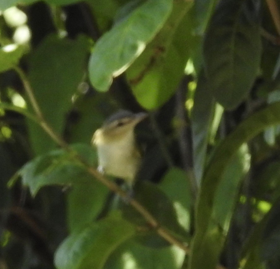 Red-eyed Vireo - ML189567321