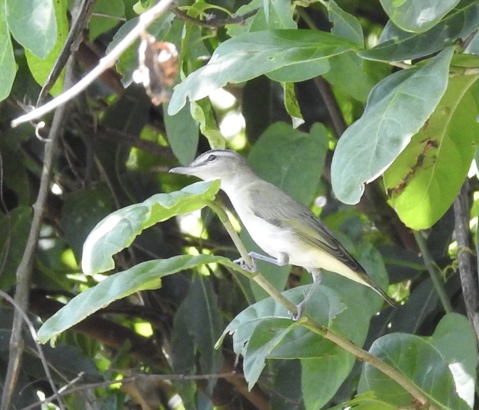 Red-eyed Vireo - ML189567331