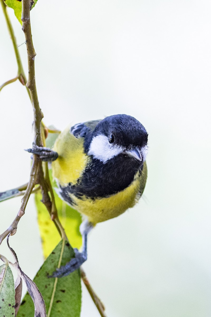 Green-backed Tit - ML189568501