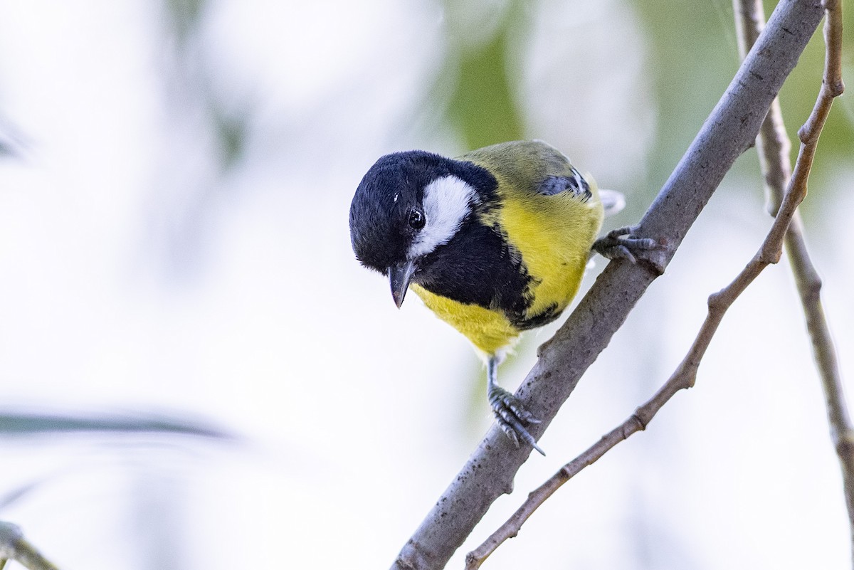 Green-backed Tit - ML189568511