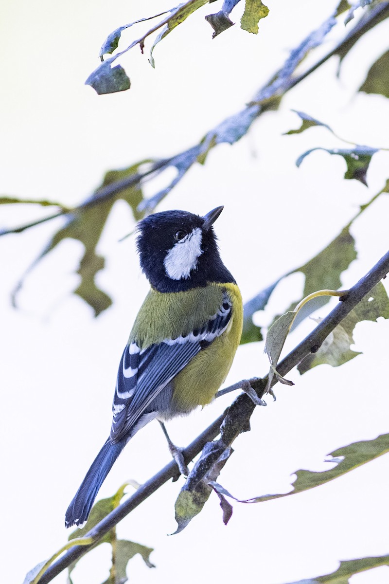 Green-backed Tit - ML189568531