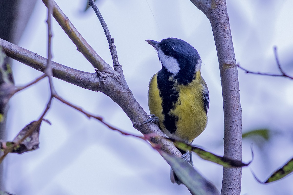 Green-backed Tit - ML189568551