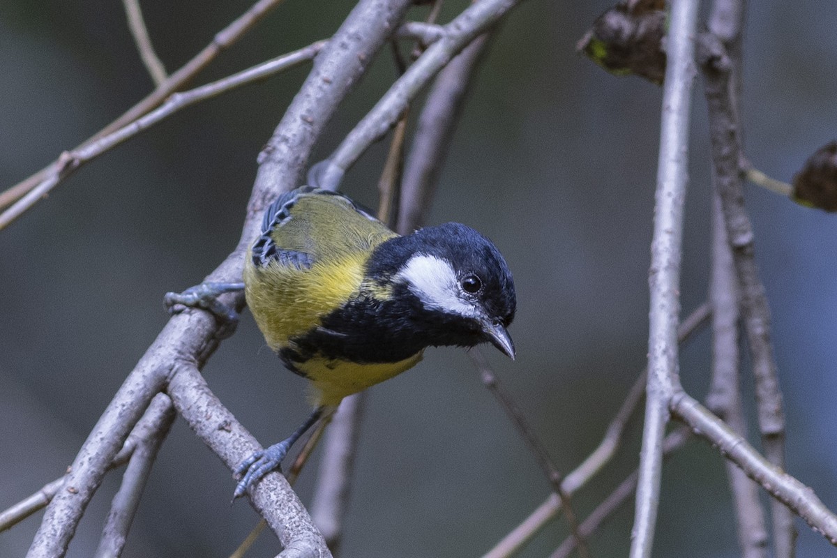 Green-backed Tit - ML189568561