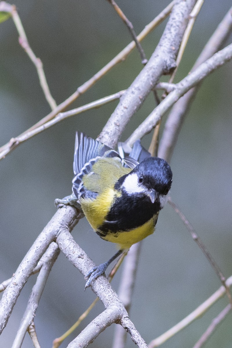 Green-backed Tit - ML189568571