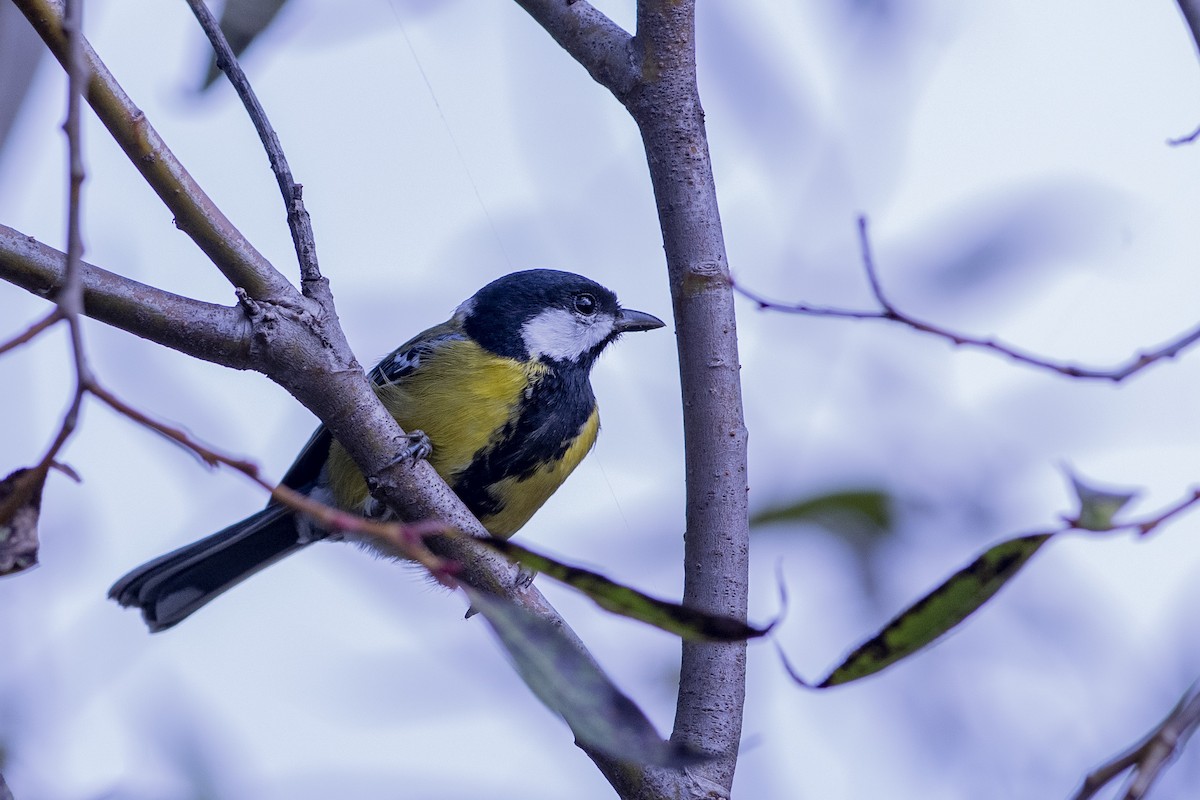 Green-backed Tit - ML189568591
