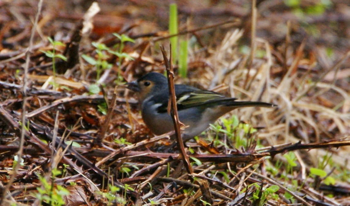 Canary Islands Chaffinch (Canary Is.) - ML189568721