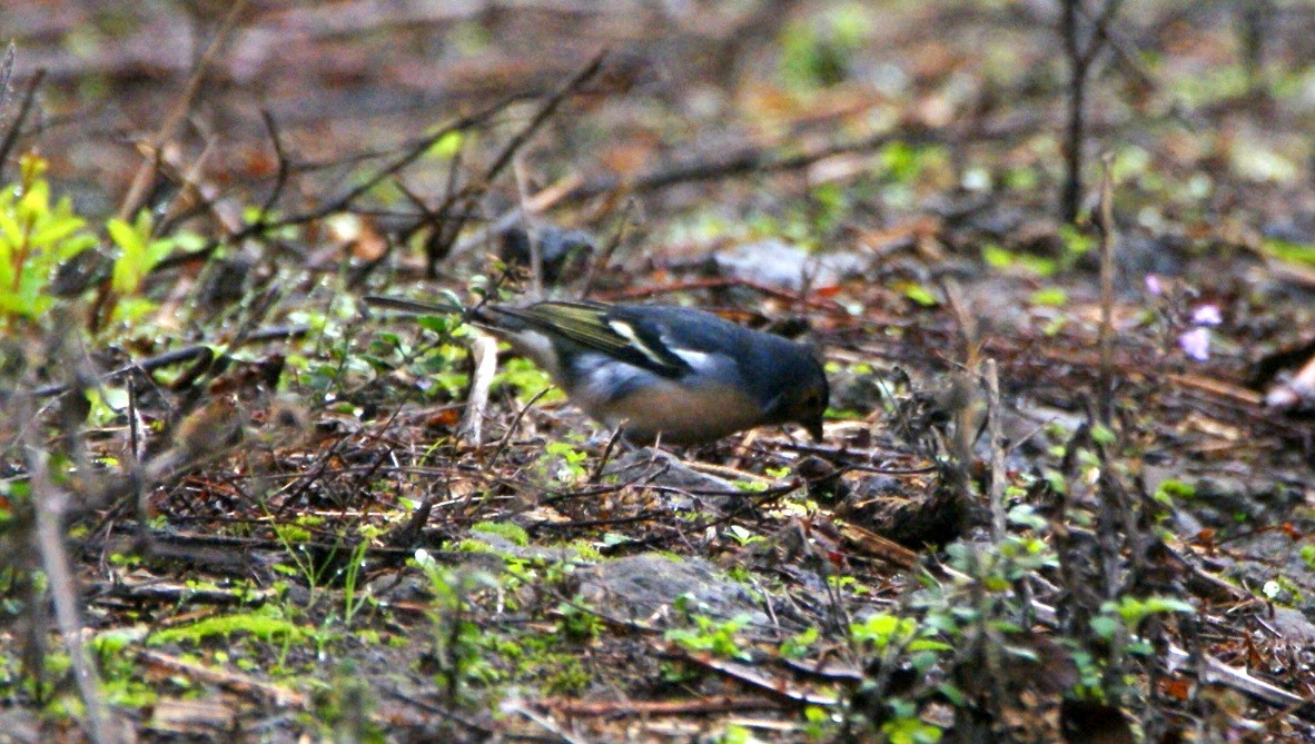 Canary Islands Chaffinch (Canary Is.) - ML189568731