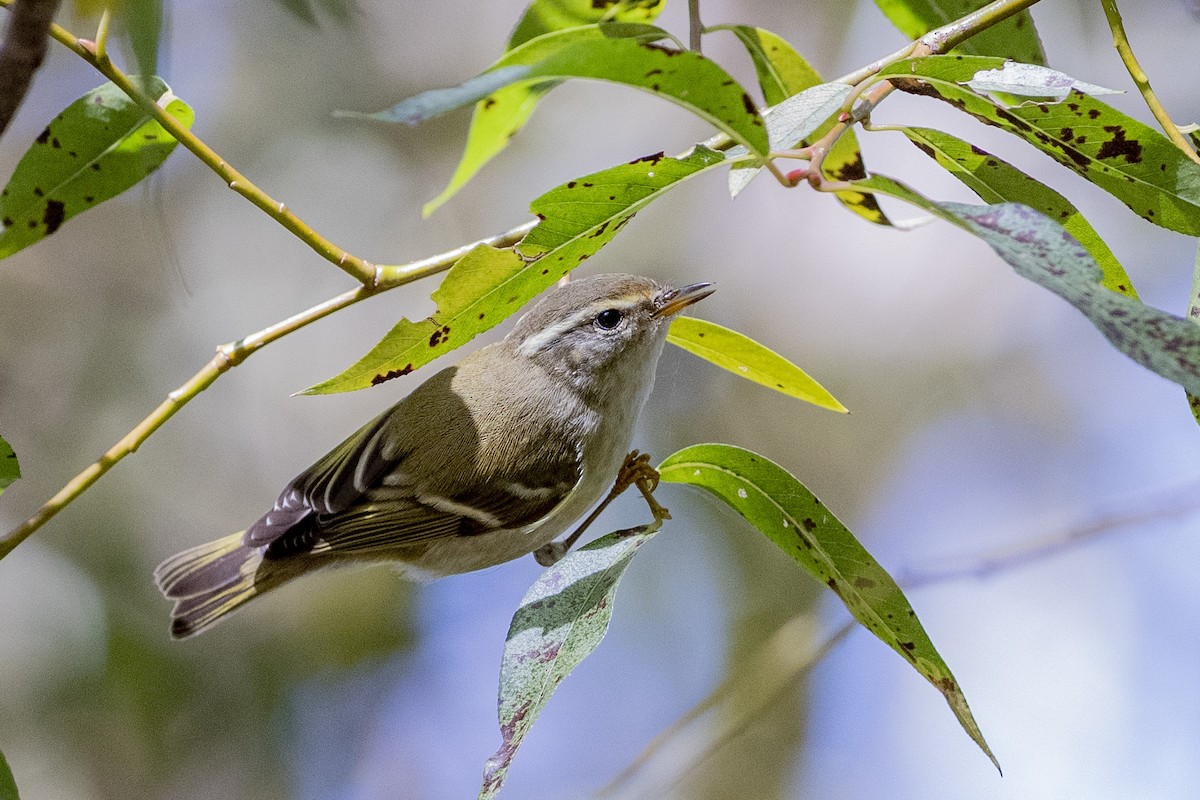 Yellow-browed Warbler - ML189568781