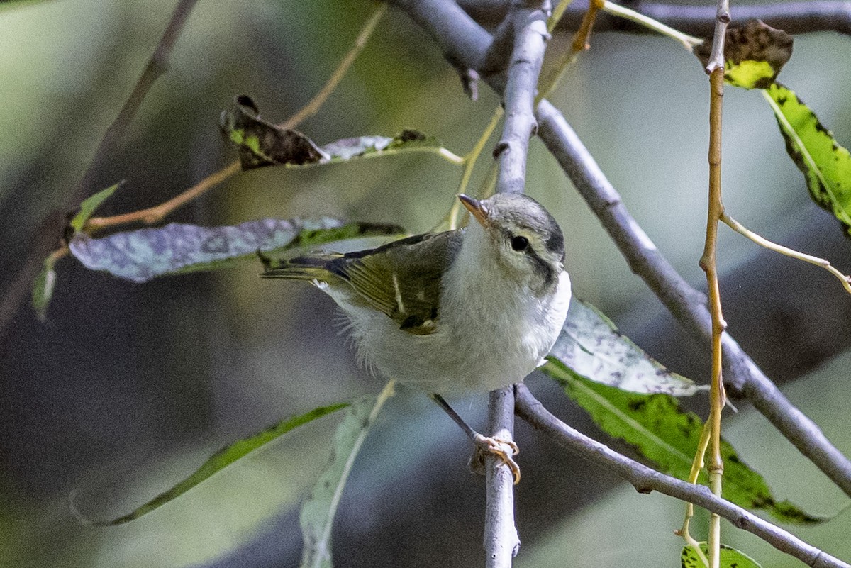Yellow-browed Warbler - ML189568801
