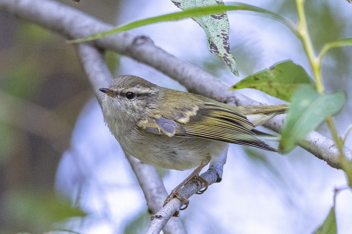 Yellow-browed Warbler - ML189568811