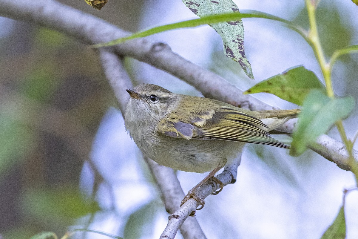 Yellow-browed Warbler - ML189568821