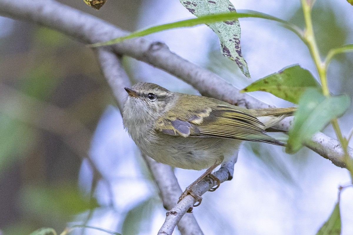 עלווית צהובת-גבות - ML189568821