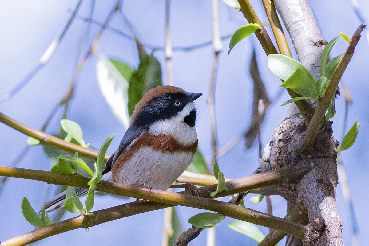 Black-throated Tit - ML189568871