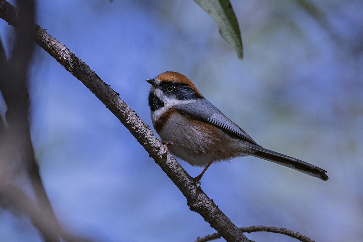 Black-throated Tit - ML189568881