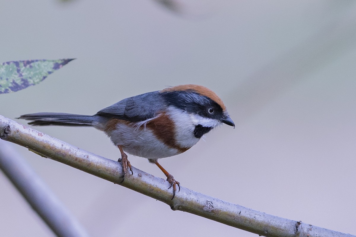 Black-throated Tit - ML189568961