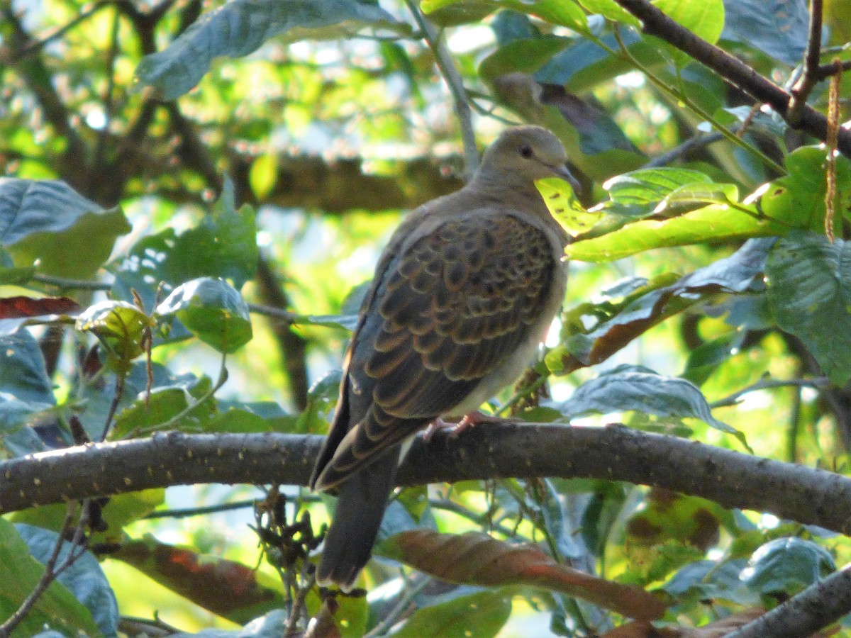 Oriental Turtle-Dove - ML189570041