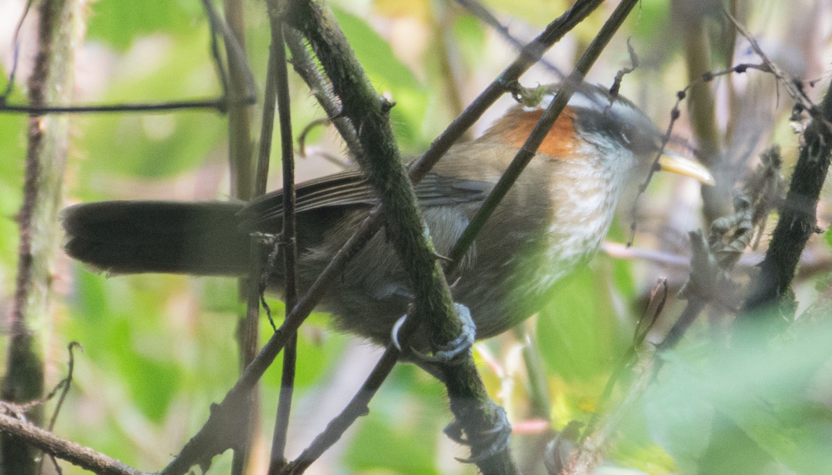 Streak-breasted Scimitar-Babbler - ML189571171