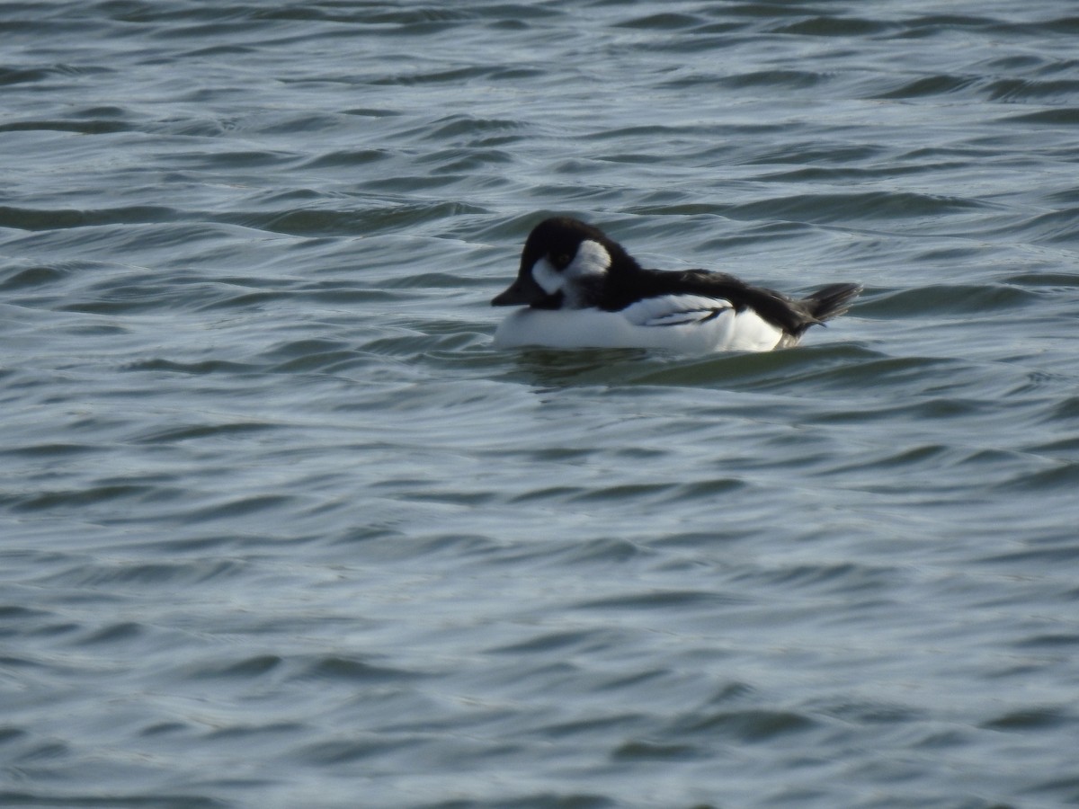 Bufflehead x Barrow's Goldeneye (hybrid) - Anonymous