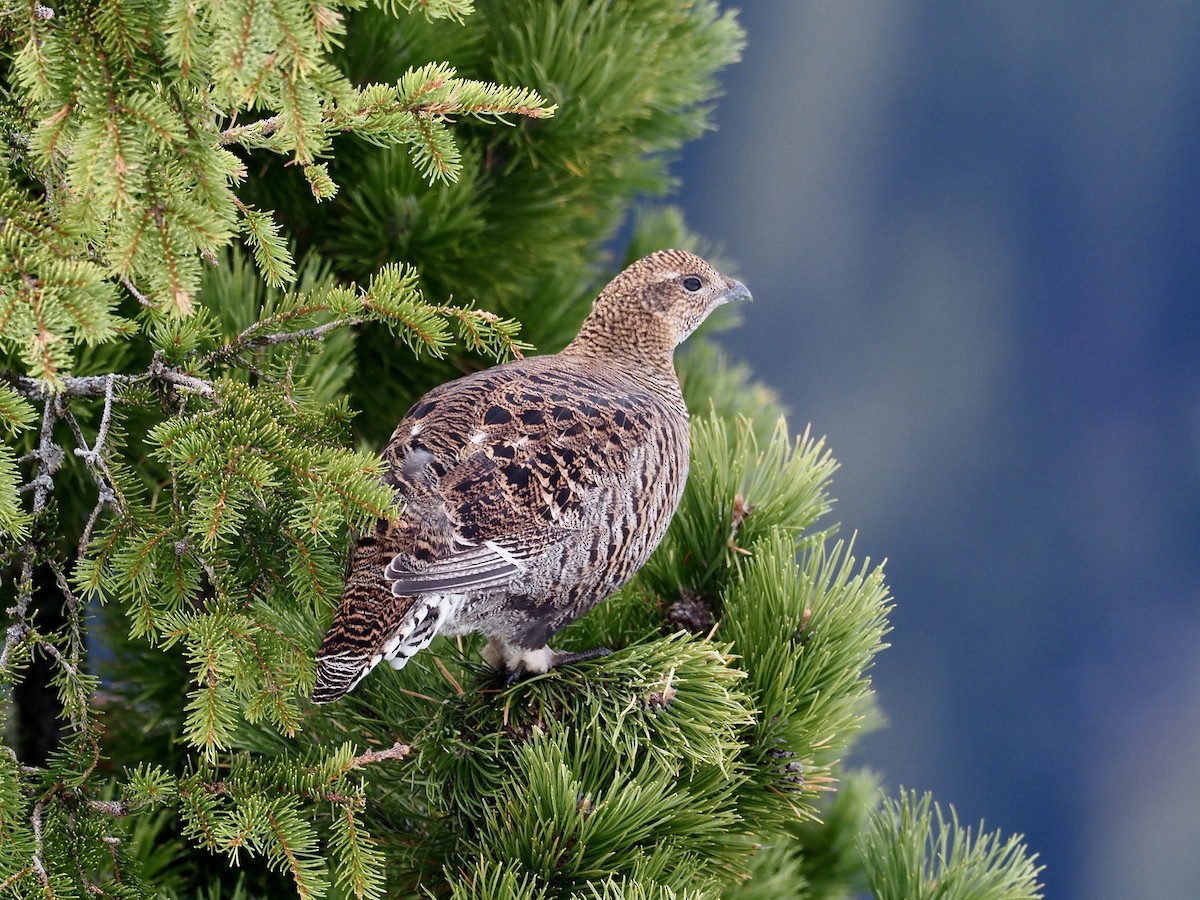 Black Grouse - ML189571431