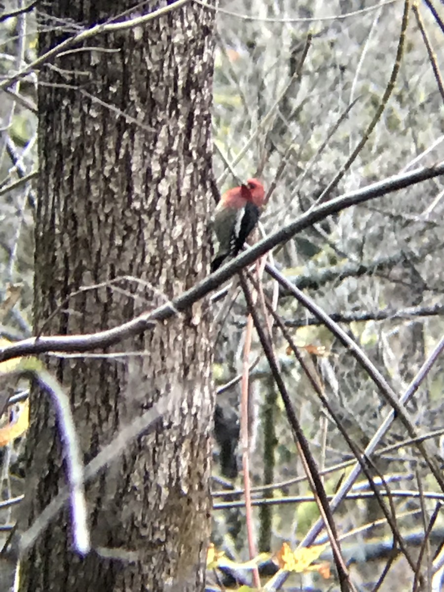 Red-breasted Sapsucker - ML189573321