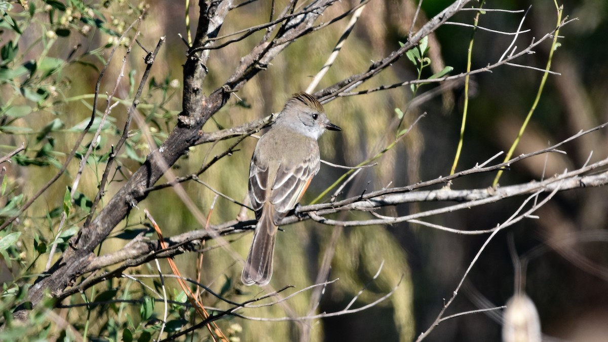 Ash-throated Flycatcher - ML189574461