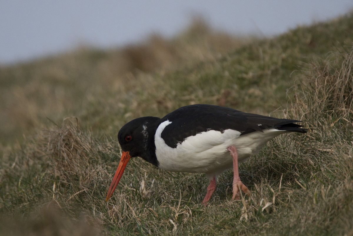 Eurasian Oystercatcher - Alexander Thomas