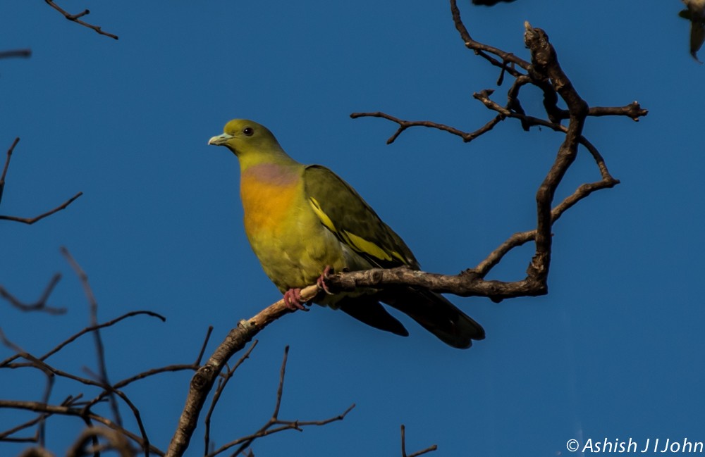 橙胸綠鳩 - ML189576621